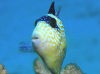 キヘリモンガラ幼魚