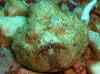 オニダルマオコゼ幼魚